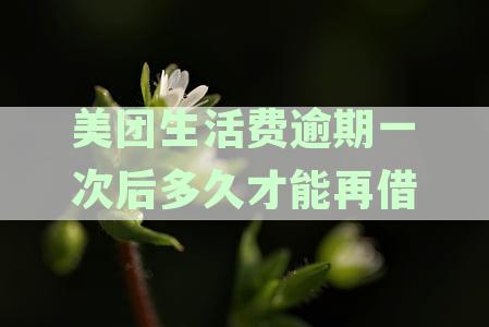 美团生活费逾期还款后，再次借款的可行性及相关问题解答