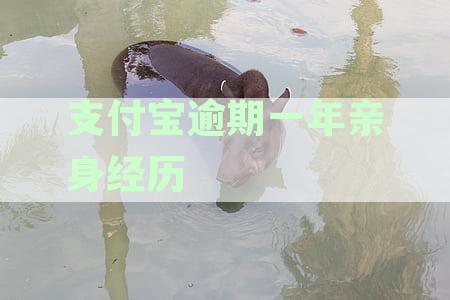 支付宝逾期一年会怎样-支付宝逾期一年会怎样处理