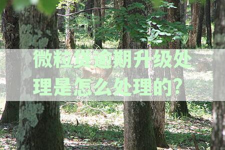 微粒贷逾期困扰怎么办？掌握有效解决策略！