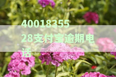支付宝逾期问题解答：如何联系客服、处理方式及常见疑问汇总