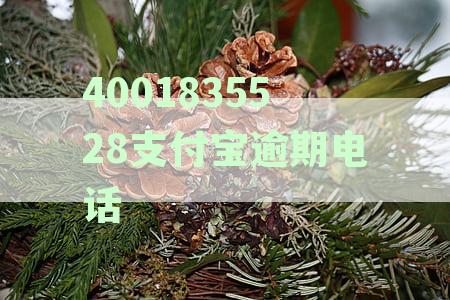 支付宝逾期投诉电话：如何有效投诉及联系官方催收？