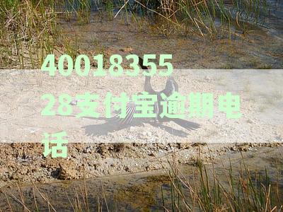 支付宝逾期还款协商专家热线电话，让您轻松摆脱困境
