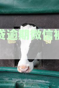 网贷逾期微信被冻结
