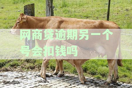支付宝网商贷逾期还款，是否会影响其他支付宝账户？