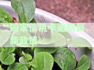 国家信用卡逾期最新政策