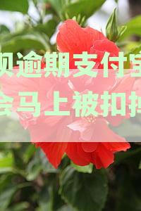 花呗逾期支付宝进账会马上被扣掉吗安全吗是真的吗？