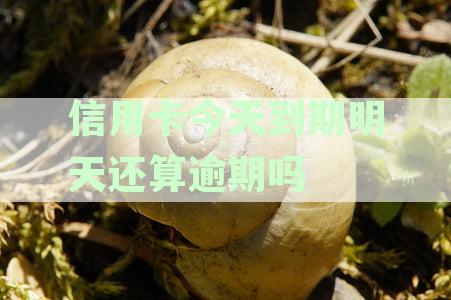 信用卡5号到期今天刚记得存，怎么办？