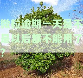 微粒逾期一天还款后，再次借款的可行性分析