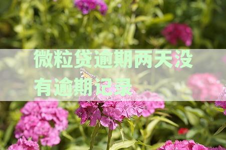 微粒贷逾期两天未产生逾期记录，我该如何处理？