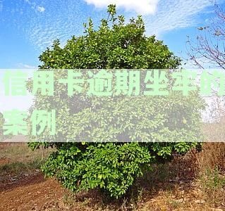 信用卡逾期导致的坐牢后果及应对措：详细案例分析与解决方案