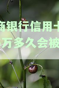 招商银行逾期6000超过半年会被起诉吗：5年3个月与1年逾期案例分析