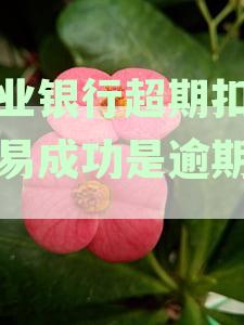 农业银行超期扣款交易成功后如何处理？是否属于逾期？怎么办？