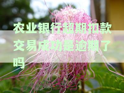 农业银行超期扣款交易成功后是否逾期？如何处理？
