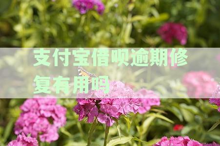支付宝借呗逾期修复有用吗？安全吗？还上征信吗？