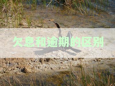 欠款与逾期的区别及其在金融领域的应用：理解两者间的微妙差异