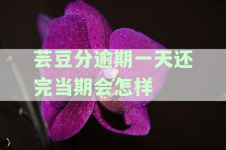 逾期一天的芸豆借款需全额结清，还款要求一次完成