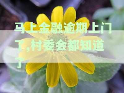 融逾期上门了,村委会都知道了
