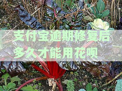 支付宝逾期后修复了多久才能继续使用：探讨修复成功时间及好处
