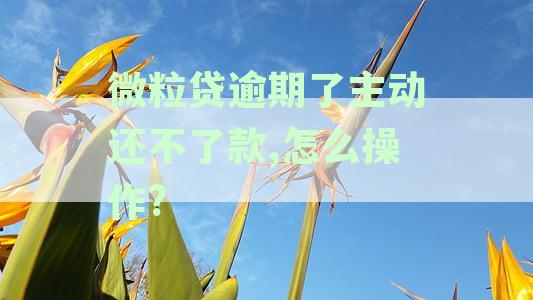 微粒贷逾期了主动还不了款，怎么操作呢？