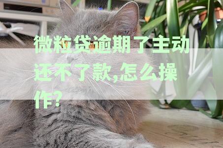 微粒贷逾期还款困扰解决技巧，如何处理还不上的情况？
