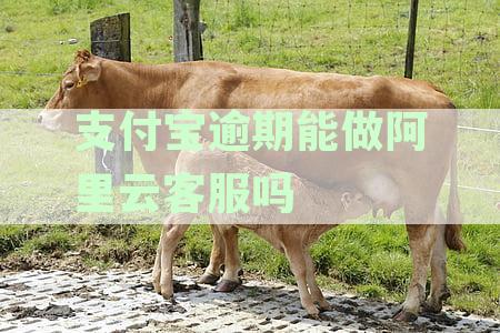 支付宝逾期能做阿里云客服吗如何保障工作安全及淘宝客服的相关问题。
