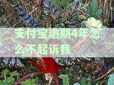 支付宝逾期4年怎么不起诉我