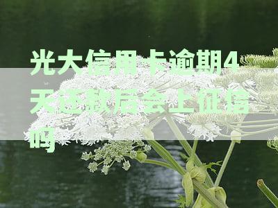 逾期4天还款的光大信用卡是否会影响征信？如何解决这个问题？