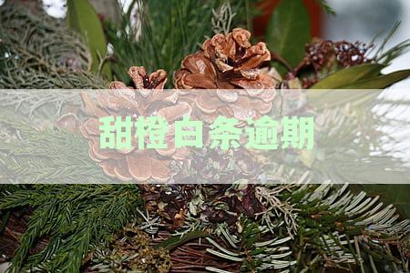 甜橙白条逾期多久上报征信-甜橙白条逾期征信吗